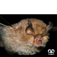 گونه خفاش نعل اسبی کوچک Lesser Horseshoe Bat